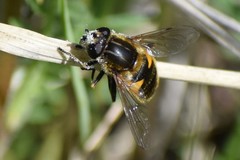 Helophilus lapponicus