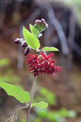 Asclepias melantha