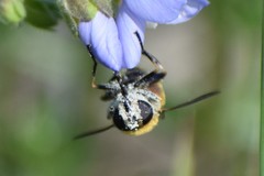 Helophilus lapponicus