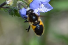 Helophilus lapponicus