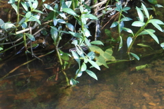 Dromogomphus spinosus