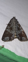 Condica cupentia
