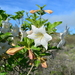 Hintonia latiflora - Photo (c) Ciro Rodriguez Perez, osa oikeuksista pidätetään (CC BY-NC), lähettänyt Ciro Rodriguez Perez