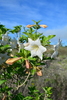 Hintonia latiflora - Photo (c) Ciro Rodriguez Perez, some rights reserved (CC BY-NC), uploaded by Ciro Rodriguez Perez