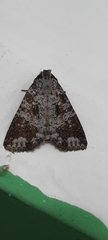 Condica cupentia