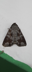 Condica cupentia