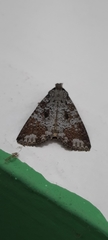 Condica cupentia
