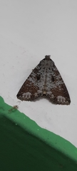 Condica cupentia