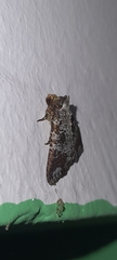 Condica cupentia