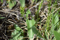 Helophilus lapponicus