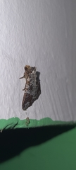Condica cupentia