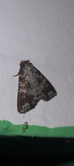 Condica cupentia