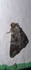 Condica cupentia