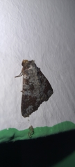 Condica cupentia