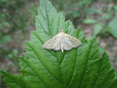 Paratalanta hyalinalis