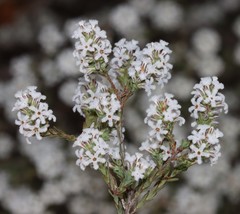 Leucopogon florulentus