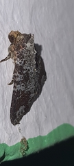 Condica cupentia