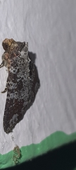 Condica cupentia