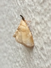 Trichophysetis