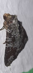 Condica cupentia