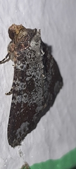 Condica cupentia