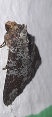Condica cupentia