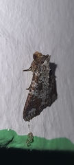 Condica cupentia