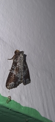 Condica cupentia