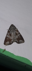 Condica cupentia