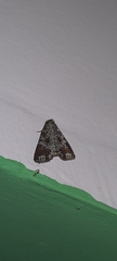 Condica cupentia