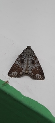 Condica cupentia