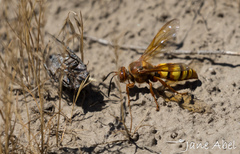 Great Black Digger Wasp (Sphex pensylvanicus) · iNaturalist