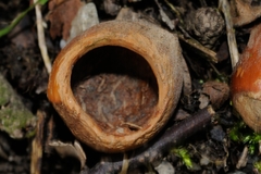 Muscardinus avellanarius