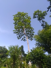 Cecropia schreberiana