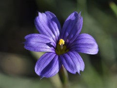 Sisyrinchium scabrum