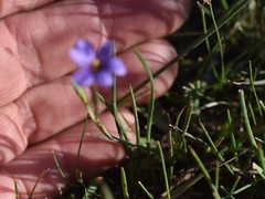 Sisyrinchium scabrum