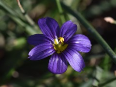 Sisyrinchium scabrum