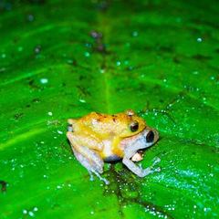 Pristimantis parvillus