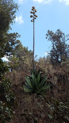 Agave atrovirens