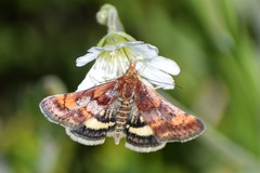 Pyrausta tuolumnalis