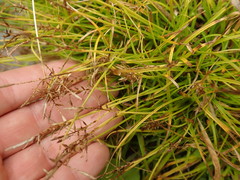 Carex edura