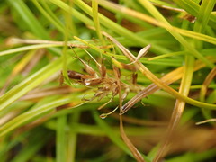 Carex edura