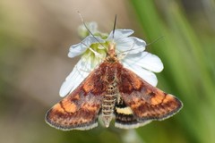 Pyrausta tuolumnalis