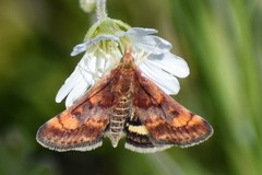 Pyrausta tuolumnalis