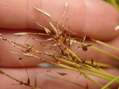 Carex edura