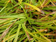 Carex edura
