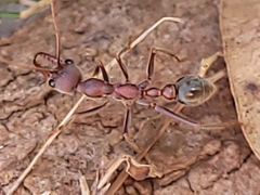 Myrmecia comata