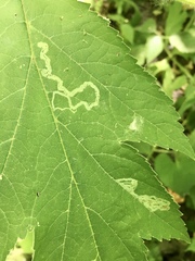 Phytomyza spondylii group