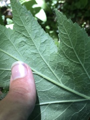 Phytomyza spondylii group