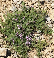 Thymus tauricus